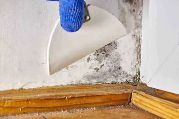 Best Mold Remediation for Healthcare Facilities  in Kinsley, KS