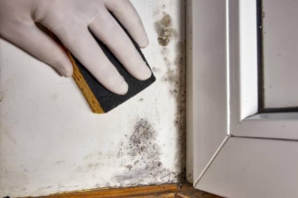 Best Airborne Mold Testing  in Kinsley, KS