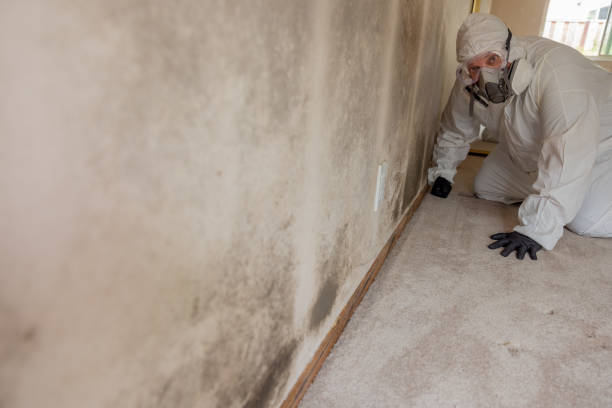 Best Basement Mold Removal  in Kinsley, KS